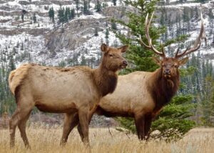 elk, antler, female-2139276.jpg