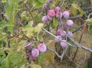 Plumtree, Avery County, North Carolina